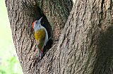 African Gray Woodpeckerborder=
